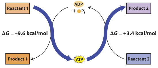 why-is-atp-important-in-biology-wasfa-blog